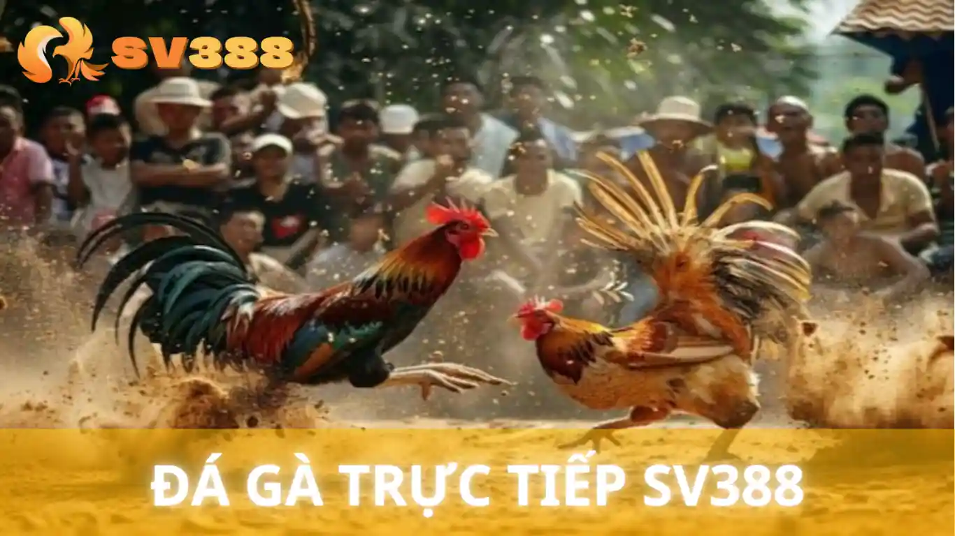 Đá gà trực tiếp tại SV388
