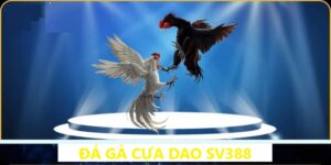 Đá Gà Cựa Dao SV388