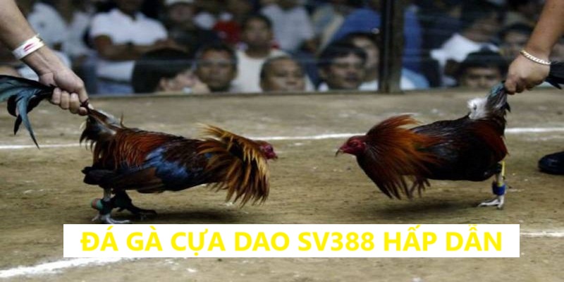 Bộ môn đá gà cựa dao sv388 truyền thống siêu hấp dẫn