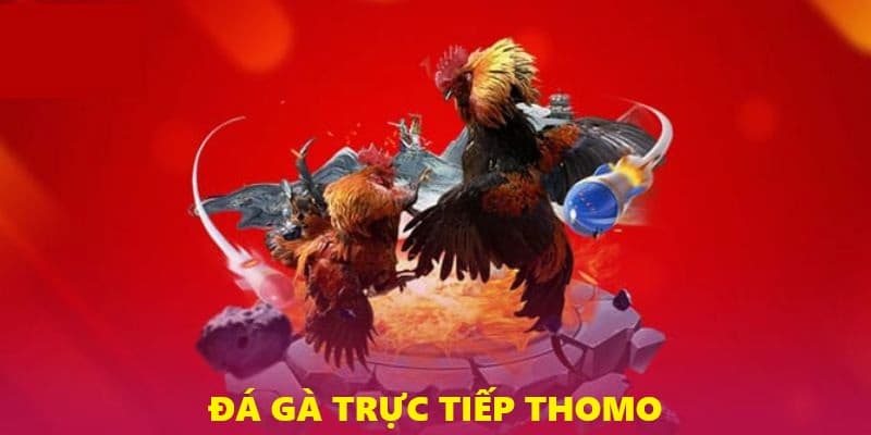 Đá Gà Trực Tiếp Thomo