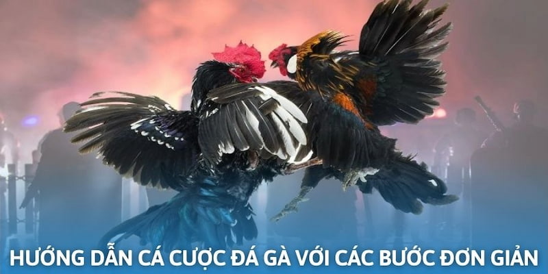 Hướng dẫn cá cược đá gà với các thao tác đơn giản và nhanh chóng