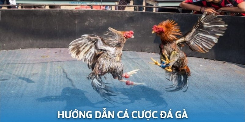 Hướng Dẫn Cá Cược Đá Gà