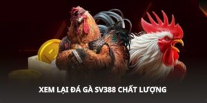 Xem Lại Video Đá Gà