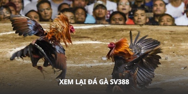 Quan sát lại video đơn giản ngay tại hệ thống nhà cái