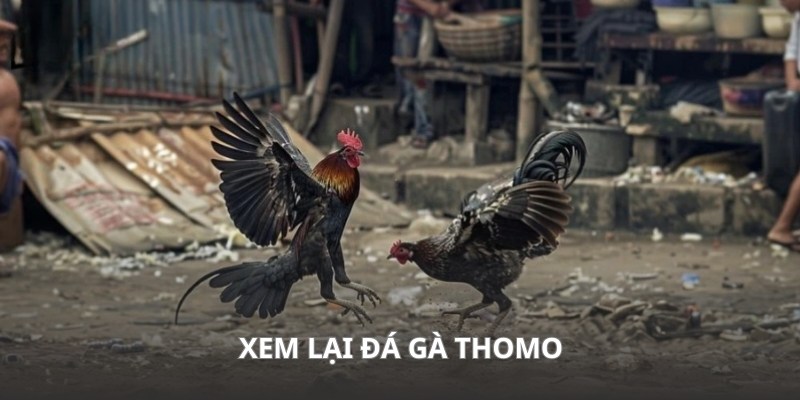 Theo dõi trận đấu Thomo kịch tính với các sới chiến kê được tuyển chọn