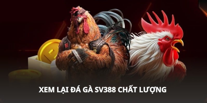 Xem Lại Video Đá Gà